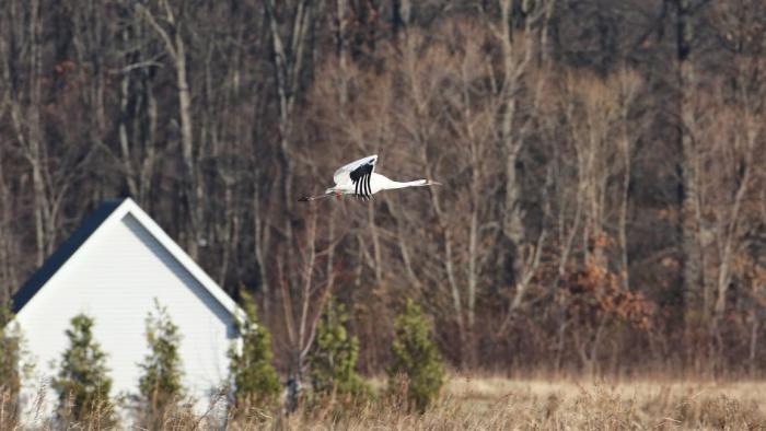 Side trip on way to viewing sandhill cranes: The whimsy of Gabis Arboretum  - Chicago Sun-Times