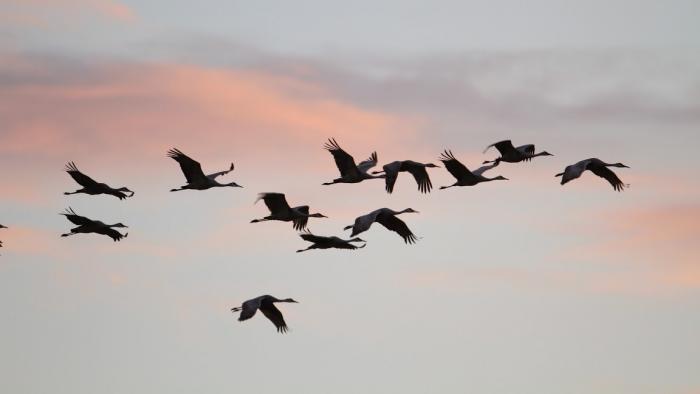 Sandhill, Whooping Cranes Spotted Outside Chicago | Chicago News | WTTW