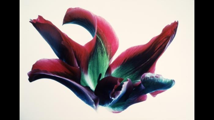 Mary Koga, Tulips: RG #16, from the "Floral & Leaves" series, 1971, portfolio 1982-1996