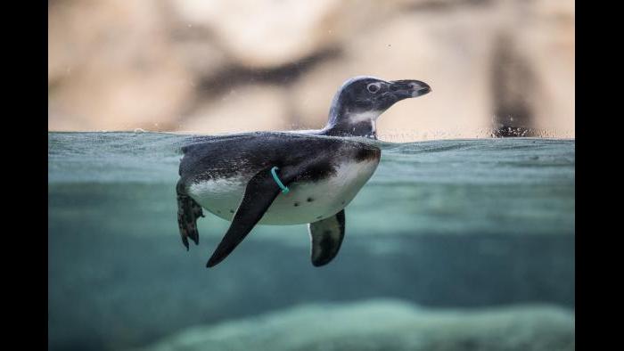 (Todd Rosenberg / Lincoln Park Zoo)