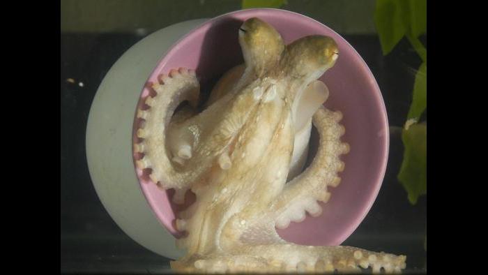 A California two-spot octopus (Octopus bimaculoides) peers out of her den. (Photo Credit: Michael LaBarbera)