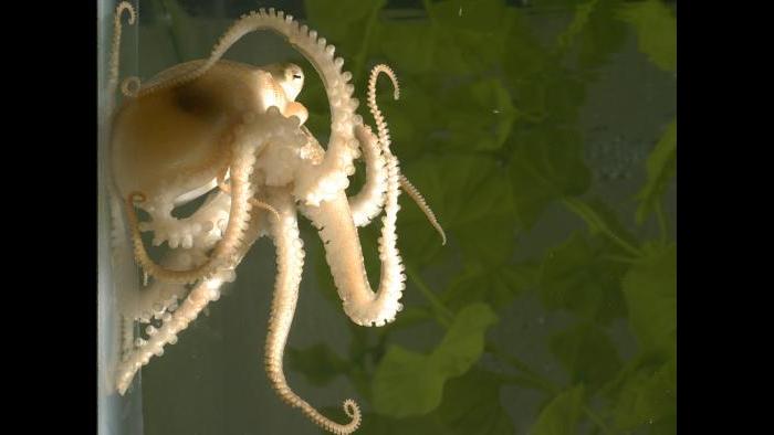 A juvenile California two-spot octopus (Octopus bimaculoides) holds onto the walls of her aquarium with her flexible, sucker-lined arms. (Photo Credit: Michael LaBarbera)