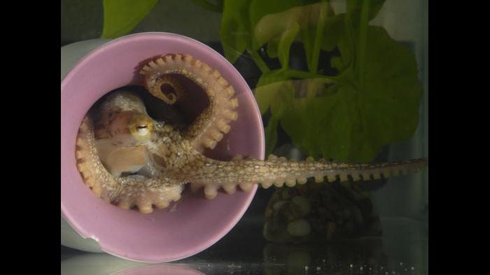 A California two-spot octopus (Octopus bimaculoides) extends a sucker-lined arm out of her den. (Photo Credit: Michael LaBarbera)