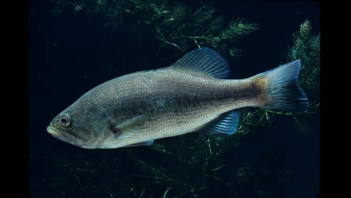 A largemouth bass (Credit: Shedd Aquarium)