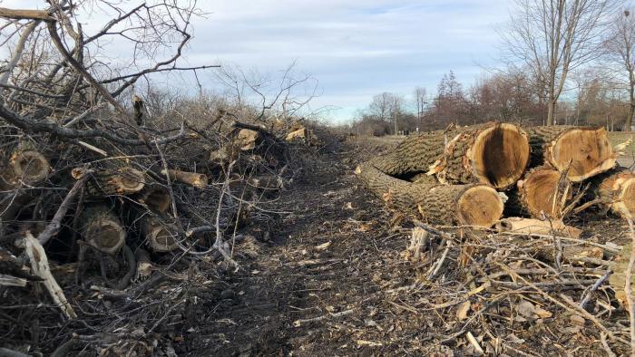 Invasive buckthorn and aggressive cottonwoods were ripped up and will be replaced by more diverse native species. (Patty Wetli / WTTW News)