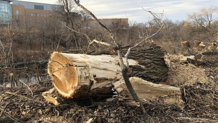 The size of some of the trunks led neighbors to believe the trees were "old growth," but Park District staff said cottonwoods grow extremely quickly, and the trees were relatively young. (Patty Wetli / WTTW News)
