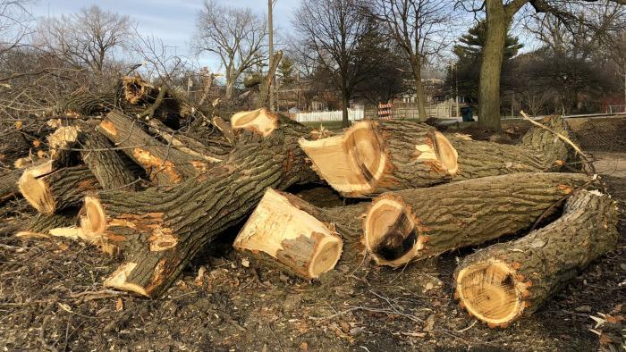 Neighbors were shocked in early January when scores of trees were cut down in Legion Park as the first step of a riverbank restoration project. (Patty Wetli / WTTW News)