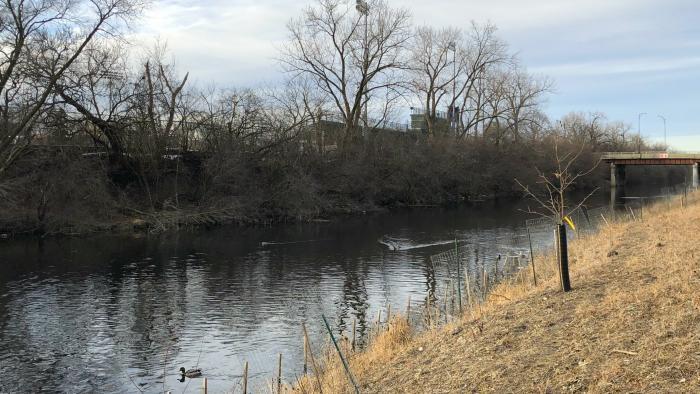 River Park's restored riverbank on the right, with the untouched west bank on the left. (Patty Wetli / WTTW News)