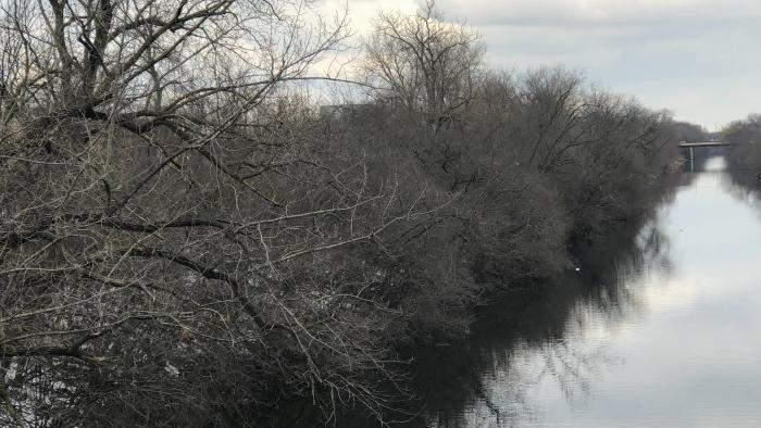 A view of the opposite bank, with its thicket of foliage. (Patty Wetli / WTTW News)