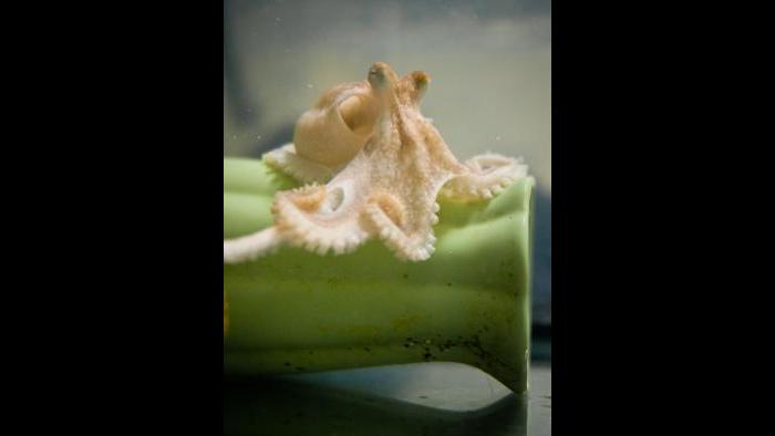 A juvenile California two-spot octopus (Octopus bimaculoides) descending from his perch. (Photo Credit: Yen-Chyi Liu)