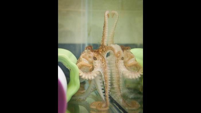 A juvenile California two-spot octopus (Octopus bimaculoides) displaying a blue eyespot reaches up with a long, sucker-lined arm. (Photo Credit: Yen-Chyi Liu)