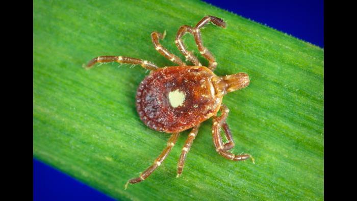 The lone star tick – named for the white dot or “lone star” females have on their backs – can transmit several diseases to humans. (James Gathany / CDC)
