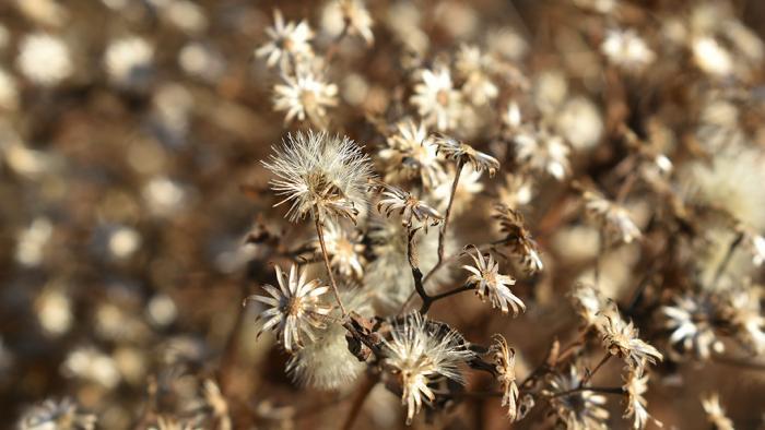 Aster (Jo ana Kubiak / Lurie Garden)
