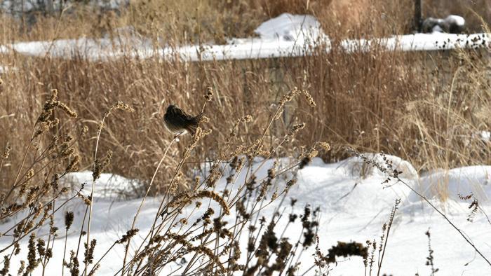 Habitat for birds (Jo ana Kubiak / Lurie Garden)