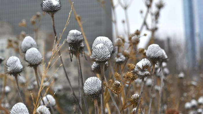 Suspended snow on coneflower (Jo ana Kubiak / Lurie Garden)