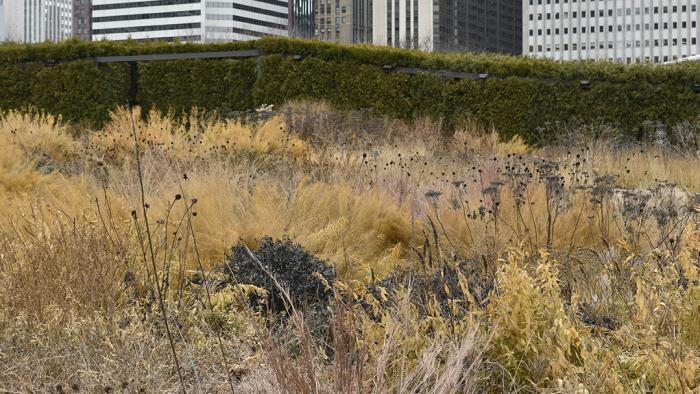(Jo ana Kubiak / Lurie Garden)