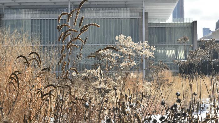 (Jo ana Kubiak / Lurie Garden)