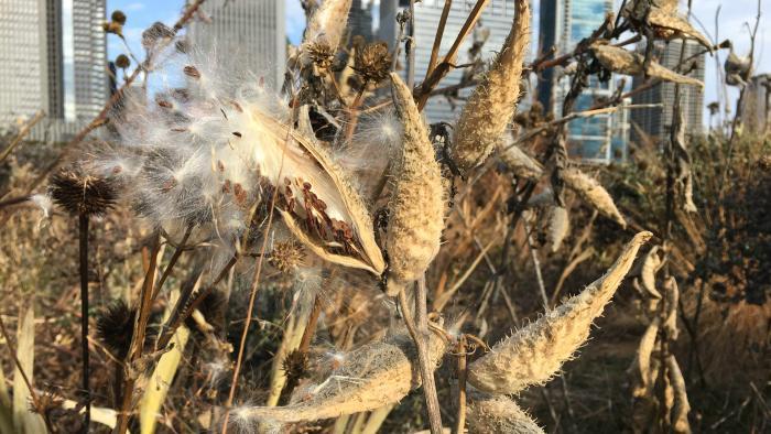 Milkweed pods (Jo ana Kubiak / Lurie Garden)