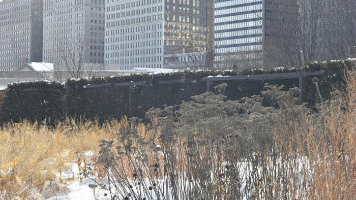 Silver and gold (Jo ana Kubiak / Lurie Garden)