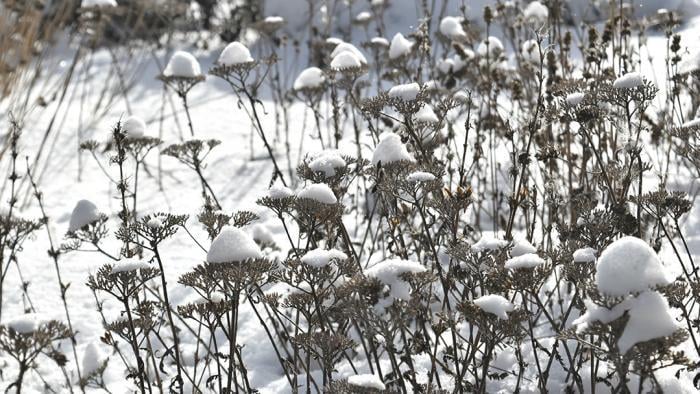 Suspended snow (Jo ana Kubiak / Lurie Garden)