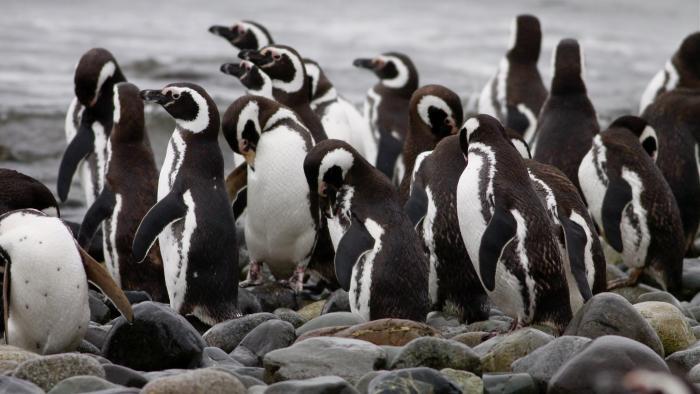 Magellanic penguins have distinctive markings that differentiate them from other species. Note the black bands on their white bellies. (Flickr / dfaulder)