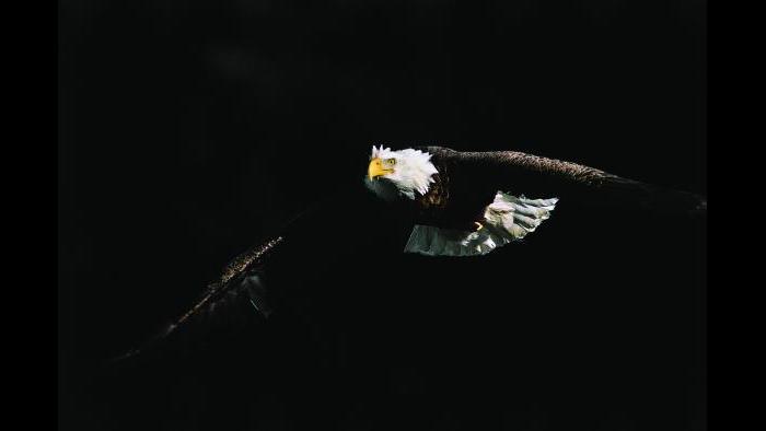 © Thomas D. Mangelsen