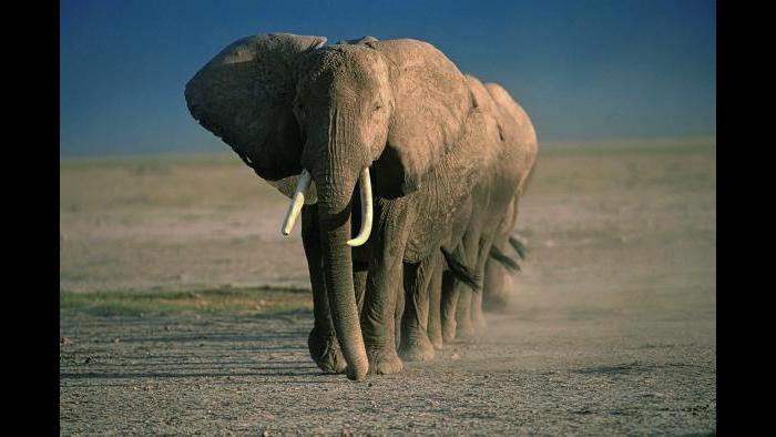 “Amboseli Crossing” (1994), © Thomas D. Mangelsen