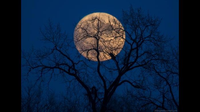 Photo by Mike Zarnek: Supermoon. Taken from Glenview on Sunday 11/13/2016 