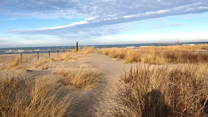 Montrose Beach Dune Natural Area. The dunes began forming in 2000, when the Park District stopped grooming an area exposed by low lake levels. (Patty Wetli / WTTW News)