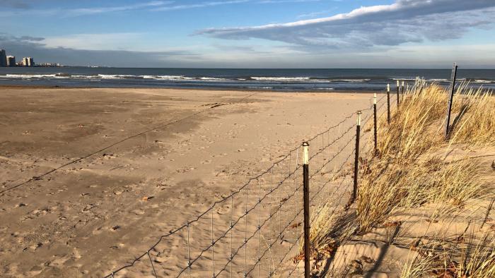 The dividing line between beach and dunes. (Patty Wetli / WTTW News)