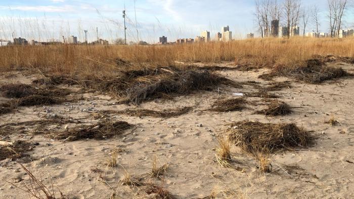 Though Montrose Beach dunes is newly formed, it provides a glimpse of Chicago's pre-settlement shoreline. (Patty Wetli / WTTW News)