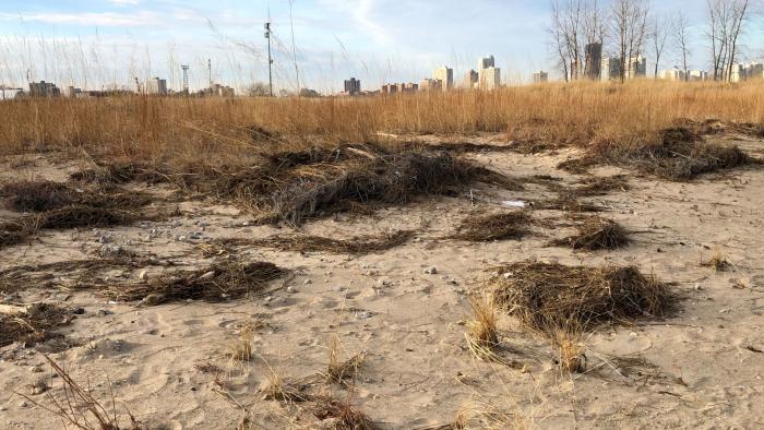 Though Montrose Beach dunes is newly formed, it provides a glimpse of Chicago's pre-settlement shoreline. (Patty Wetli / WTTW News)