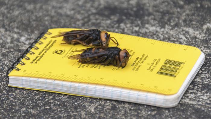 In this April 23, 2020, photo provided by the Washington State Department of Agriculture, dead Asian giant hornets sit on a researcher's field notebook in Blaine, Wash. (Karla Salp / Washington State Department of Agriculture via AP)