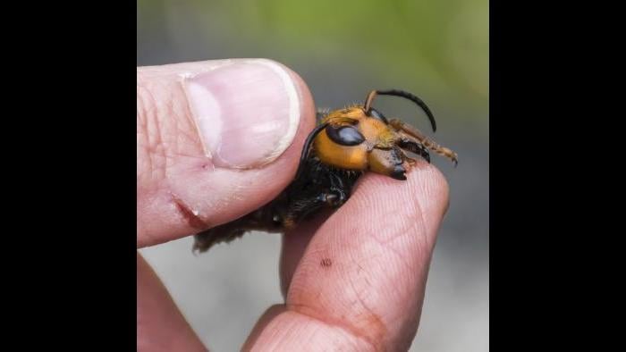 In this April 23, 2020, photo provided by the Washington State Department of Agriculture, a researcher holds a dead Asian giant hornet in Blaine, Wash. (Karla Salp / Washington State Department of Agriculture via AP)
