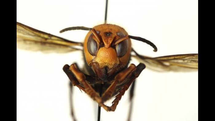 In this Dec. 30, 2019, photo provided by the Washington State Department of Agriculture, a dead Asian giant hornet is photographed in a lab in Olympia, Wash. (Quinlyn Baine / Washington State Department of Agriculture via AP)