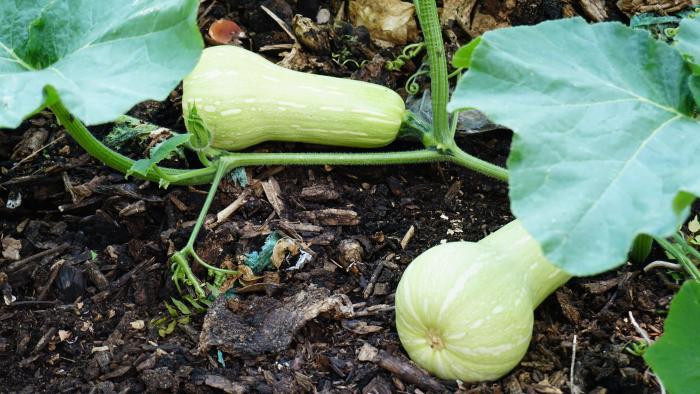 Squash growing at Nature's Little Recycler's earthworm farm. (Alexandra Silets / Chicago Tonight)