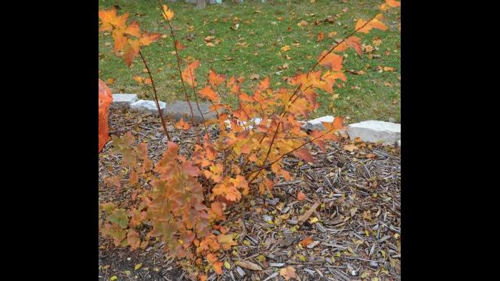 Ninebark, fall (Credit: Charlotte Adelman and Bernard Schwartz, Ohio University Press)