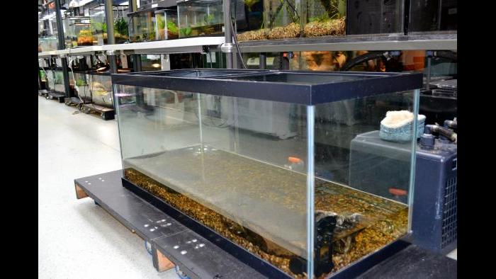 Before moving to a bigger home, Patsy lived in a 75-gallon tank in the Istock Family Look In Lab at Peggy Notebaert Nature Museum. (Alex Ruppenthal / Chicago Tonight)