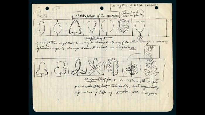 Richard Nickel's drawing of Louis Sullivan's system of organic ornamentation, explaining the architect's thought process. (Courtesy the Richard Nickel Archive/ Ryerson and Burnham Archives/ The Art Institute of Chicago)