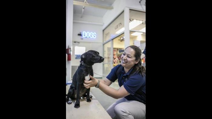Shedd Aquarium trainer Lana Vanagesem greets Peach at The Anti-Cruelty Society. (Brenna Hernandez / Shedd Aquarium)
