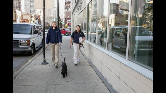 Shedd Aquarium’s newest rescue dog Peach spends some time out on the town before coming home. (Brenna Hernandez / Shedd Aquarium)