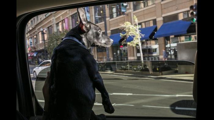 Peach gets some fresh air on her ride to her new home at Shedd Aquarium. (Brenna Hernandez / Shedd Aquarium)