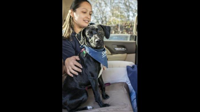 Shedd Aquarium trainer Lana Vanagasem joins Peach in the back seat on the ride to her new home. (Brenna Hernandez / Shedd Aquarium) 