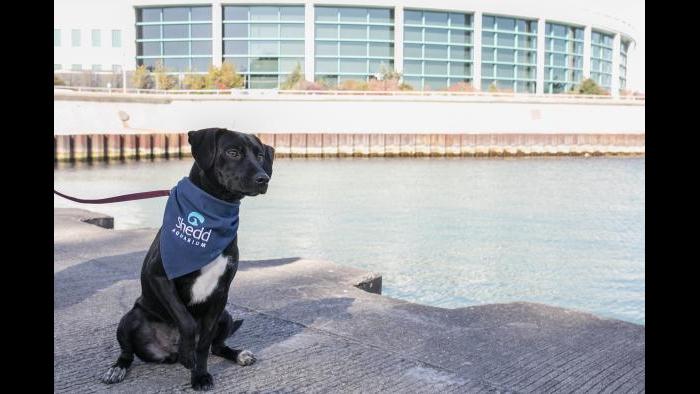 Peach gets used to some new scenery outside her new home at Shedd Aquarium. (Brenna Hernandez / Shedd Aquarium)