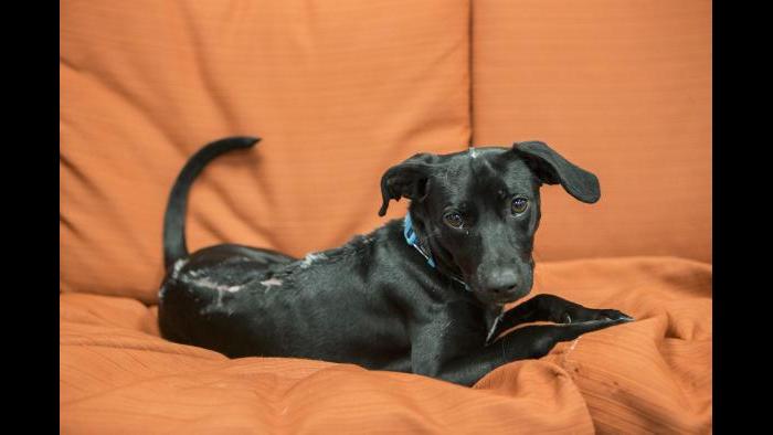 Shedd’s newest rescue makes herself comfortable in the aquarium’s dog lounge. (Brenna Hernandez / Shedd Aquarium)