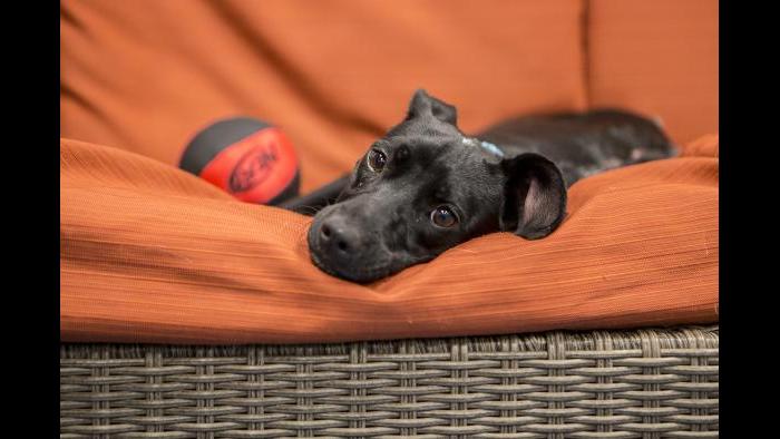 Peach gets comfortable with a new toy. (Brenna Hernandez / Shedd Aquarium)