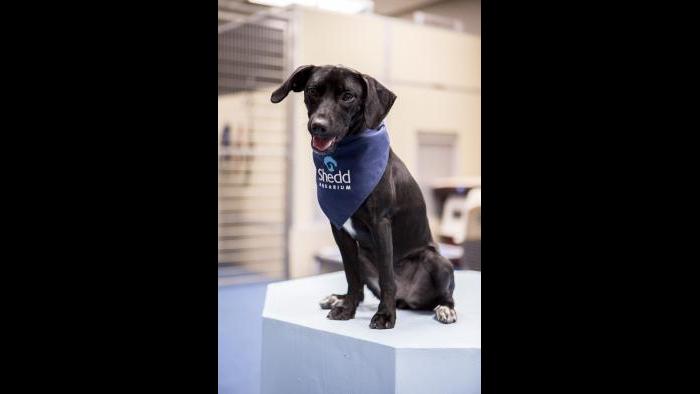 Peach strikes a pose on a podium used for training exercises in Shedd’s dog lounge. (Brenna Hernandez / Shedd Aquarium)