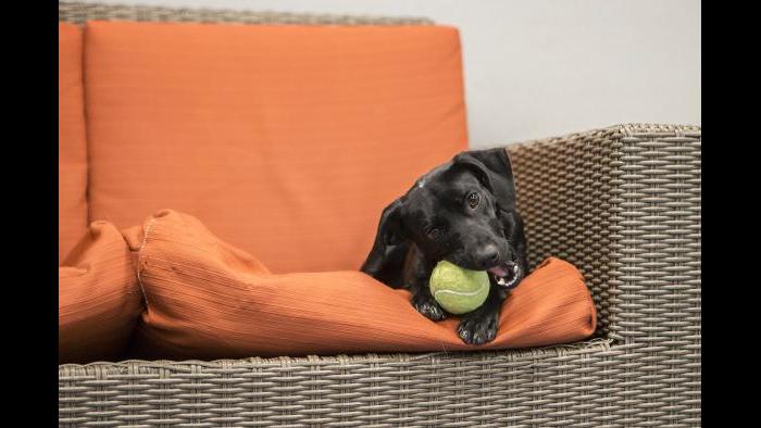 Peach gets comfortable with a new toy in Shedd’s dog lounge. (Brenna Hernandez / Shedd Aquarium)