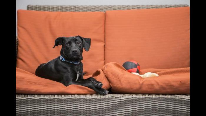 Peach gets comfortable with a new toy in Shedd’s dog lounge. (Brenna Hernandez / Shedd Aquarium)