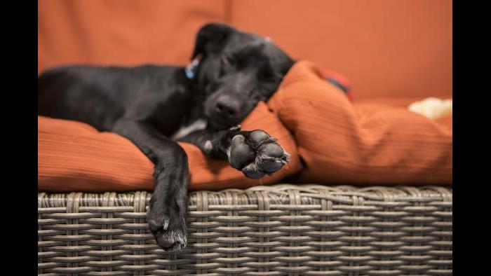 Peach takes a nap in Shedd's dog lounge. (Brenna Hernandez / Shedd Aquarium)